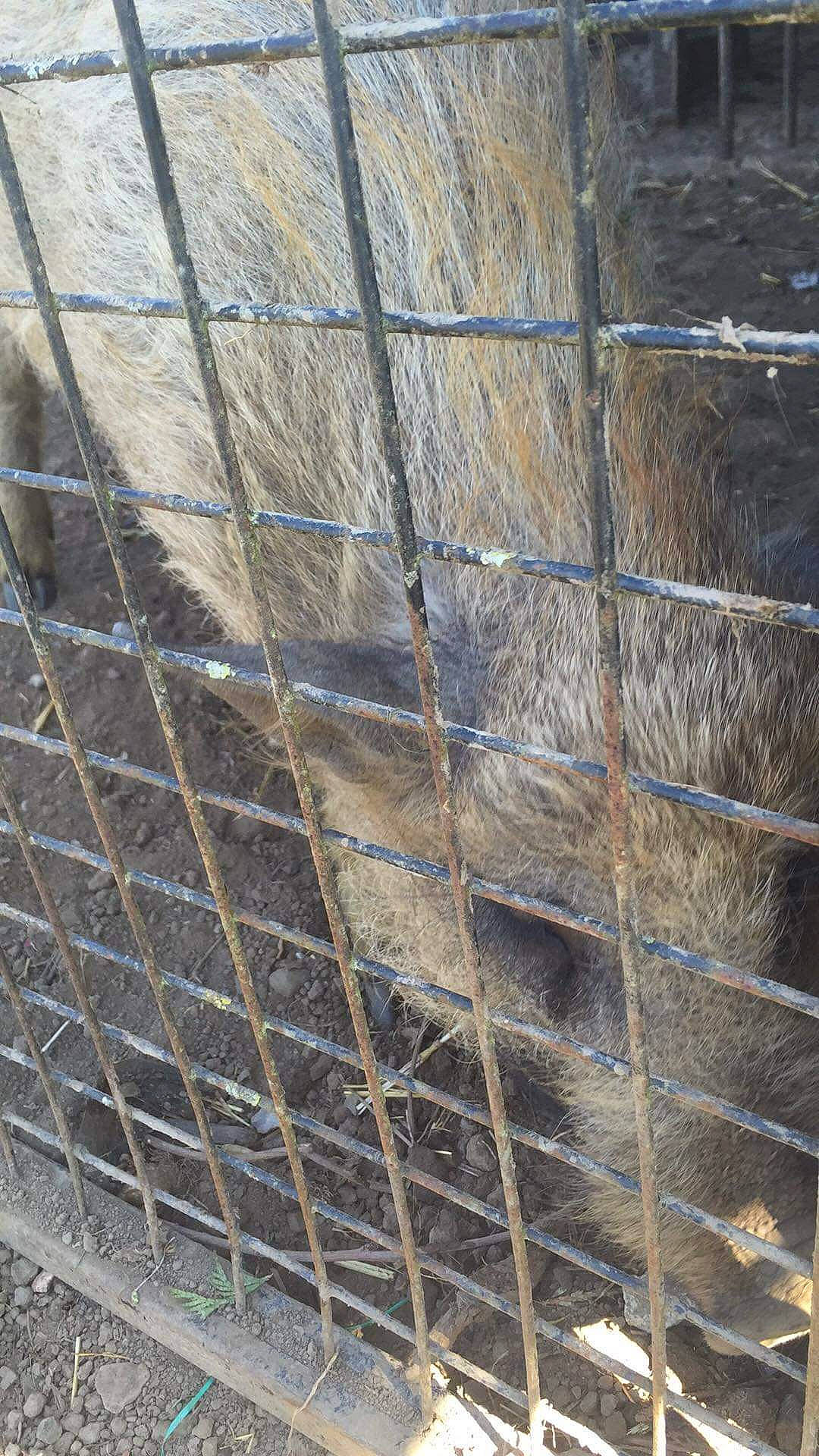 Moka a rejoint le concours — aidez-le/la à gagner de superbes lots ! composite_material, reinforced_concrete