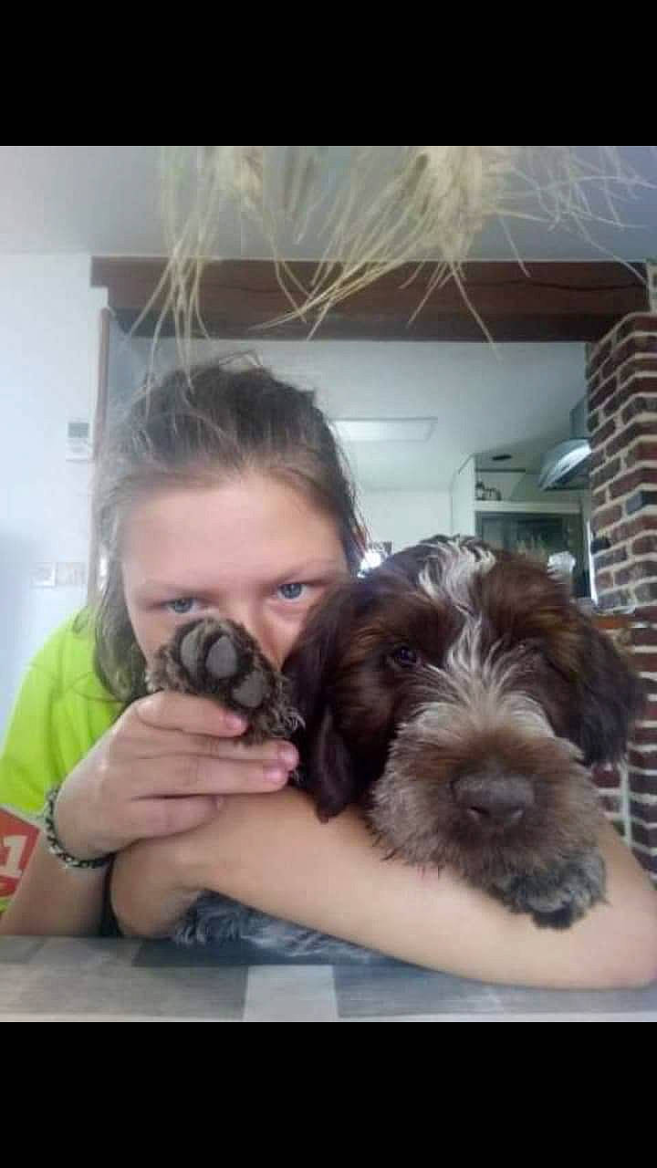 Pépito a rejoint le concours — aidez-le/la à gagner de superbes lots ! bolonka, canidae, carnivore, companion_dog, dog, dog_breed, german_wirehaired_pointer, mammal, miniature_schnauzer, puppy, puppy_love, schnoodle, shih_tzu, sporting_group, stichelhaar, vertebrate, wirehaired_pointing_griffon