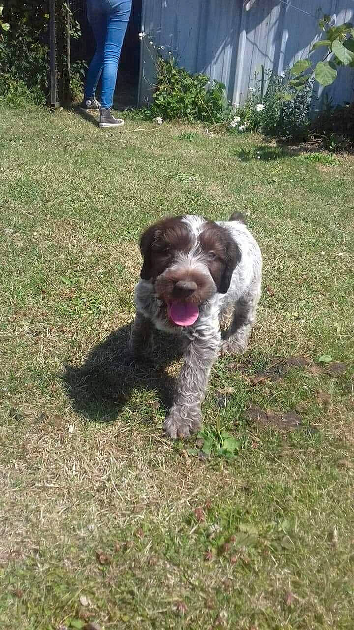 Pépito participe au concours pour gagner de l'argent avec cette photo : canidae, carnivore, cesky_fousek, cocker_spaniel, dog, dog_breed, english_cocker_spaniel, french_spaniel, german_longhaired_pointer, german_spaniel, hunting_dog, mammal, pointing_breed, rare_breed_dog, small_munsterlander, spaniel, sporting_group, stichelhaar, vertebrate, wetterhoun