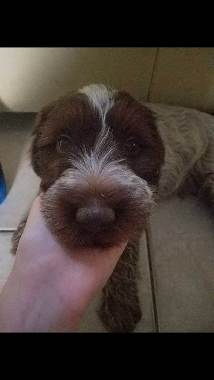 Pépito a rejoint le concours — aidez-le/la à gagner de superbes lots ! canidae, carnivore, cesky_fousek, cockapoo, companion_dog, dog, dog_breed, liver, mammal, puppy, rare_breed_dog, schnoodle, spinone_italiano, sporting_group, vertebrate, wirehaired_pointing_griffon