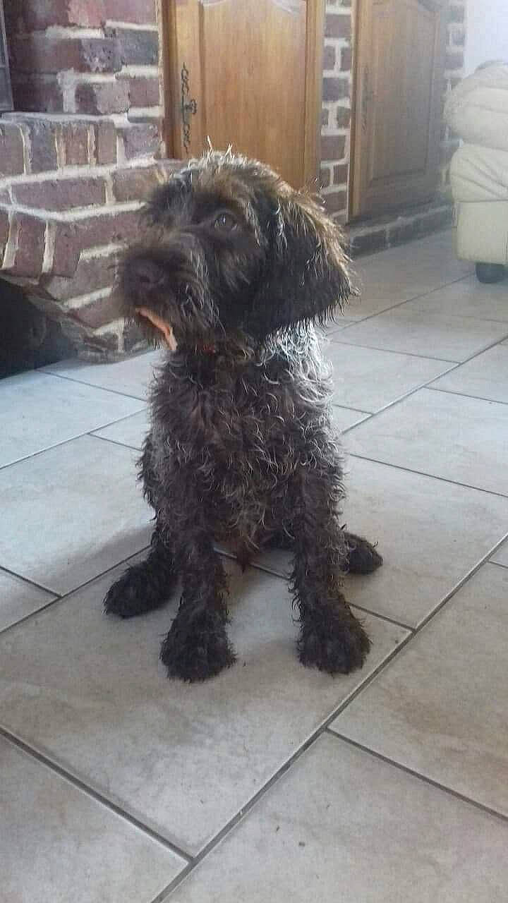 Pépito a rejoint le concours — aidez-le/la à gagner de superbes lots ! barbet, bolonka, canidae, cao_da_serra_de_aires, carnivore, catalan_sheepdog, cavapoo, cockapoo, dog, dog_breed, labradoodle, mammal, non_sporting_group, poodle_crossbreed, puppy, schnoodle, spanish_water_dog, sporting_group, terrier, vertebrate