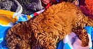 Princess Ginger is registered to the contest to win money with this photo: animal, bed, blanket, brown_dog, colorful_blanket, comfort, cozy, curly_fur, cute, dog, fabric, fur, indoor, nap, pet, relaxation, resting, sleeping, soft_texture, warm_colors