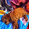 Princess Ginger is registered to the contest to win money with this photo: dog, brown_dog, curly_fur, sleeping, blanket, colorful_blanket, soft_texture, fabric, cozy, resting, indoor, pet, cute, nap, fur, comfort, warm_colors, relaxation, animal, bed