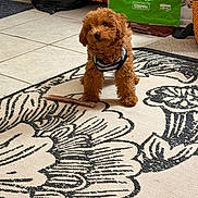 Princess Ginger is registered to the contest to win money with this photo: alert, animal, bag, brown_fur, carpet, chew_stick, curly_fur, cute, dog, dog_food, domestic, floor_tiles, home, indoor, pet, playful, puppy, small_dog, striped_clothing, toy