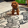 alert, animal, bag, brown_fur, carpet, chew_stick, curly_fur, cute, dog, dog_food, domestic, floor_tiles, home, indoor, pet, playful, puppy, small_dog, striped_clothing, toy