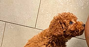 Princess Ginger joined the competition — help win amazing prizes! animal, brown, close_up, companion, countertop, curious, curly_fur, cute, dog, domestic, face, fur, head, indoor, person, pet, puppy, small_dog, sniffing, tile_wall