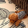 Princess Ginger joined the competition — help win amazing prizes! black_and_white, brown_couch, brown_dog, close_up, couch, curly_fur, cute, dog, domestic_animal, floor, fur, indoor, laying_down, patterned_rug, pet, plastic_fork, rug, small_dog, striped_shirt, toy