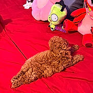 Princess Ginger is registered to the contest to win money with this photo: dog, bed, red_bedspread, plush_toys, stuffed_animals, flower_pillow, cartoon_character, brown_dog, curly_fur, indoors, relaxing, cozy, toy_collection, soft_toys, pet, animal, resting, colorful, cute, lying_down
