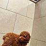 Princess Ginger is registered to the contest to win money with this photo: puppy, dog, brown, curly_fur, tile_floor, corner, indoor, small_dog, pet, animal, cute, fur, looking, standing, curious, young, companion, domestic_animal, fluffy, adorable