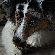 Lexie a rejoint le concours — aidez-le/la à gagner de superbes lots ! dog, close_up, blue_eyes, chewing, toy, fluffy, fur, pet, animal, indoor, cute, focused, snout, paw, brown, white, black, nose, portrait, canine