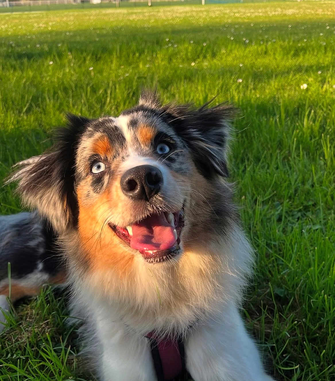 Lexie