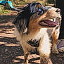dog, australian_shepherd, blue_eyes, muddy, harness, leash, tongue_out, outdoor, dirt_path, sunlight, canine, pet, animal, walking, happy, fur, close_up, paw, nature, shoe