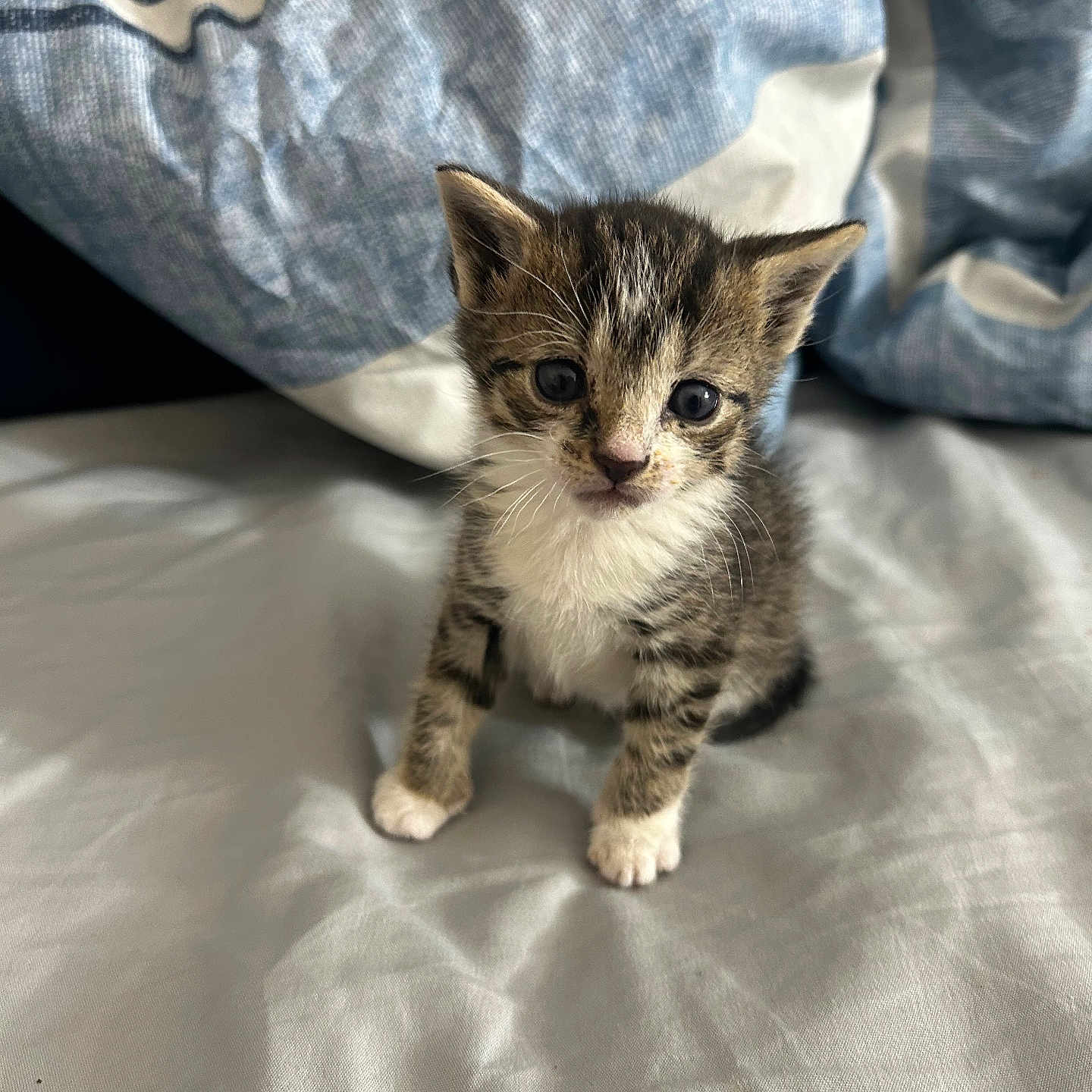 Sassy joined the competition — help win amazing prizes! abyssinian, animal, bed, bedroom, blanket, cat, cushion, furniture, homedecor, indoors, kitten, manx, person, pet, quilt, room, siamese