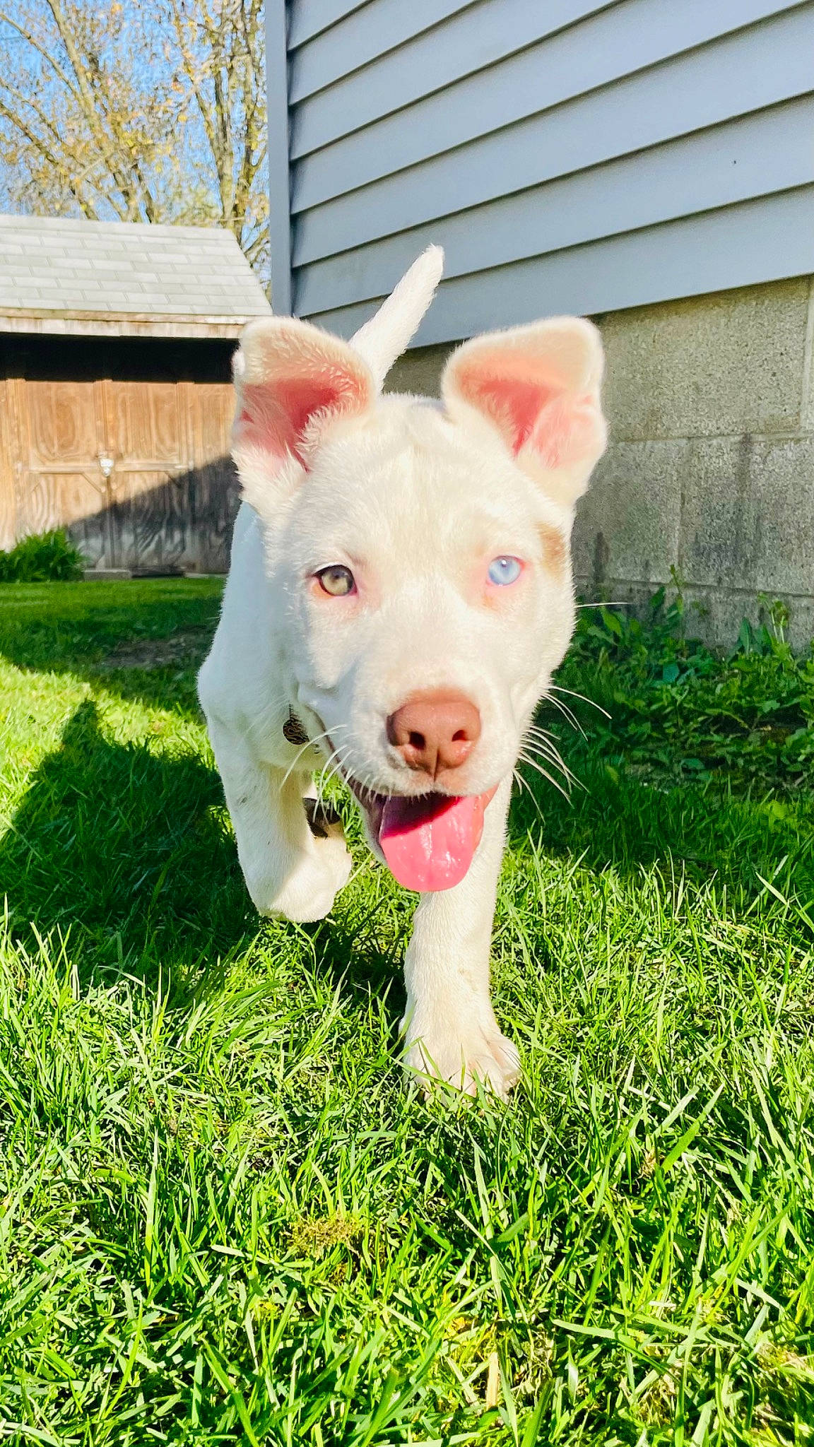 Hennessy is registered to the contest to win money with this photo: canidae, carnivore, companion_dog, dog, dog_breed, ear, fawn, fur, grass, grassland, happy, head, lawn, plant, snout, sporting_group, tail, terrestrial_animal, whiskers, working_animal