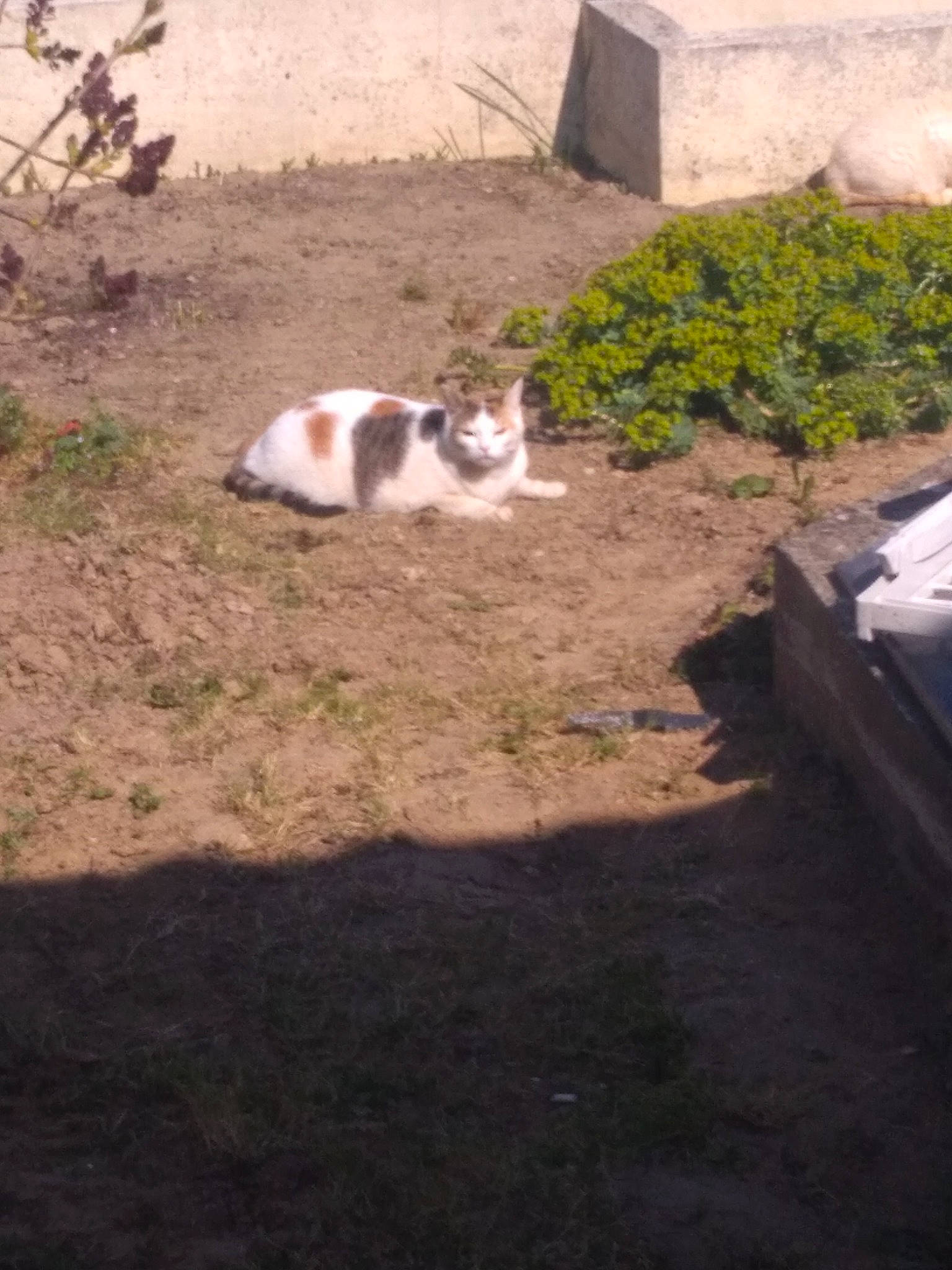 Jolie Coeur a rejoint le concours — aidez-le/la à gagner de superbes lots ! carnivore, cat, dog_breed, domestic_short_haired_cat, felidae, grass, groundcover, landscape, plant, road_surface, small_to_medium_sized_cats, soil, sporting_group, tail, terrestrial_animal, tree, vertebrate, whiskers, wildlife, wood