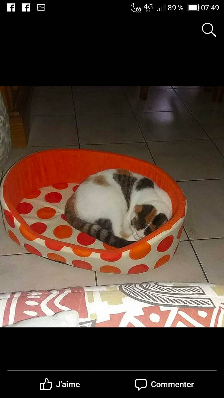 Jolie Coeur participe au concours pour gagner de l'argent avec cette photo : carnivore, cat, cat_bed, cat_supply, comfort, domestic_short_haired_cat, felidae, flooring, fur, paw, pet_supply, photo_caption, small_to_medium_sized_cats, snout, tail, terrestrial_animal, whiskers