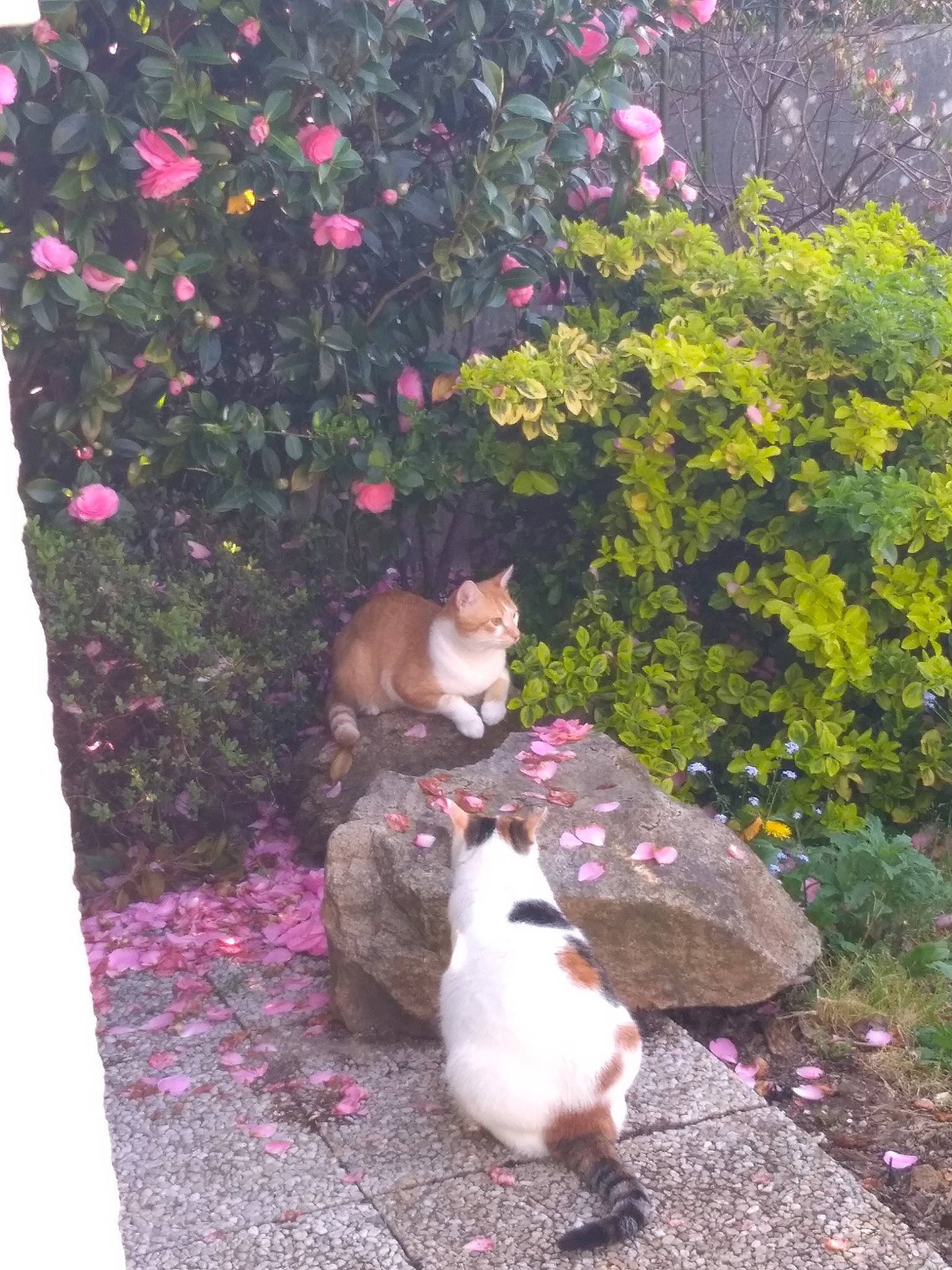 Jolie Coeur participe au concours pour gagner de l'argent avec cette photo : annual_plant, botany, carnivore, cat, fawn, felidae, flower, grass, groundcover, herbaceous_plant, leaf, petal, pink, plant, purple, shrub, small_to_medium_sized_cats, tail, tree, whiskers