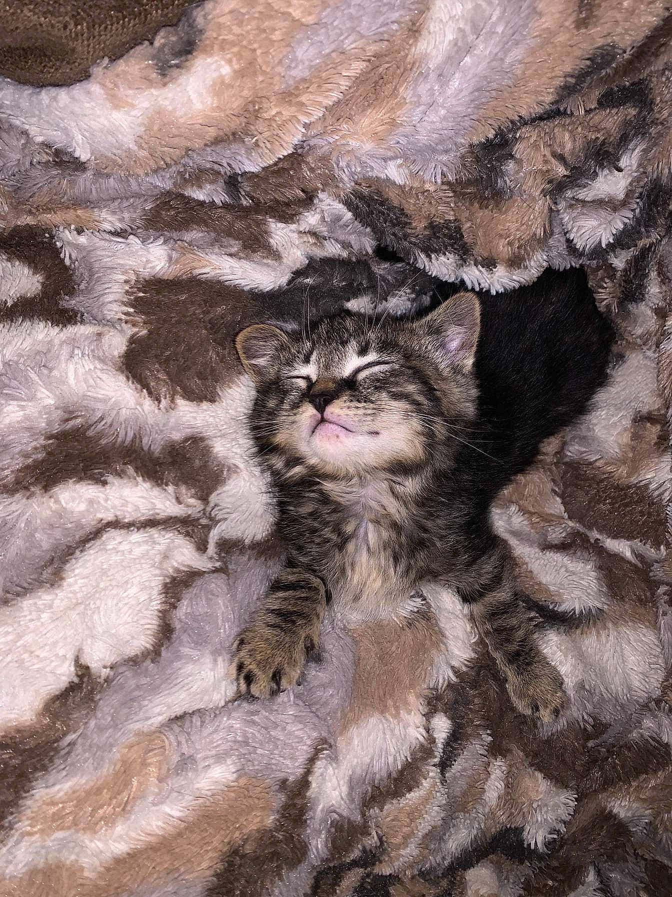 Marvin is registered to the contest to win money with this photo: art, bedrock, big_cats, carnivore, cat, fawn, felidae, grey, organism, painting, pattern, plant, small_to_medium_sized_cats, snout, tail, terrestrial_animal, tree, trunk, whiskers, wood