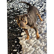 Tyron participe au concours pour gagner de l'argent avec cette photo : alert, animal, black_and_tan, canine, cold, daylight, dog, focused, fur, ground, muscular, nature, outdoor, paw, pet, playful, snow, tail, walking, winter