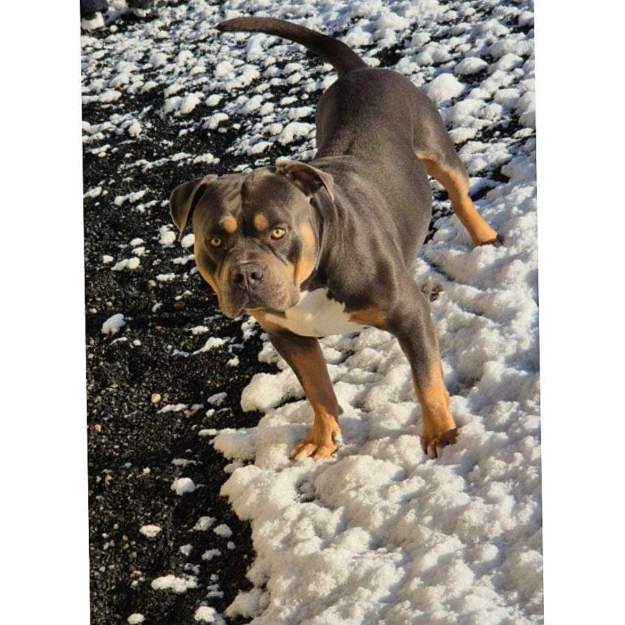 Tyron participe au concours pour gagner de l'argent avec cette photo : alert, animal, black_and_tan, canine, cold, daylight, dog, focused, fur, ground, muscular, nature, outdoor, paw, pet, playful, snow, tail, walking, winter