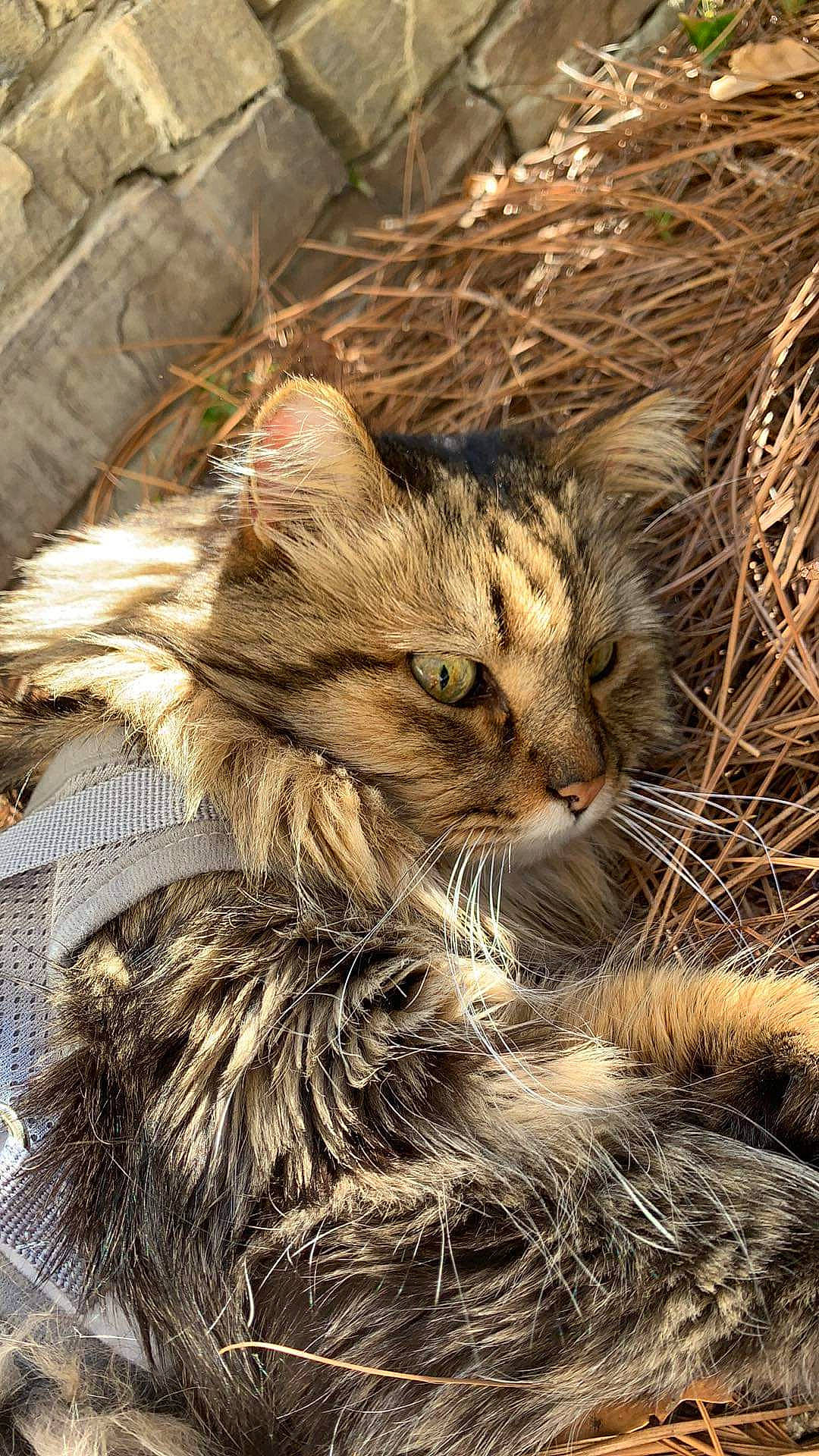 O'Malley is registered to the contest to win money with this photo: carnivore, cat, claw, domestic_short_haired_cat, fawn, felidae, fur, grass, plant, small_to_medium_sized_cats, snout, tail, terrestrial_animal, tree, twig, whiskers, wildlife, wood