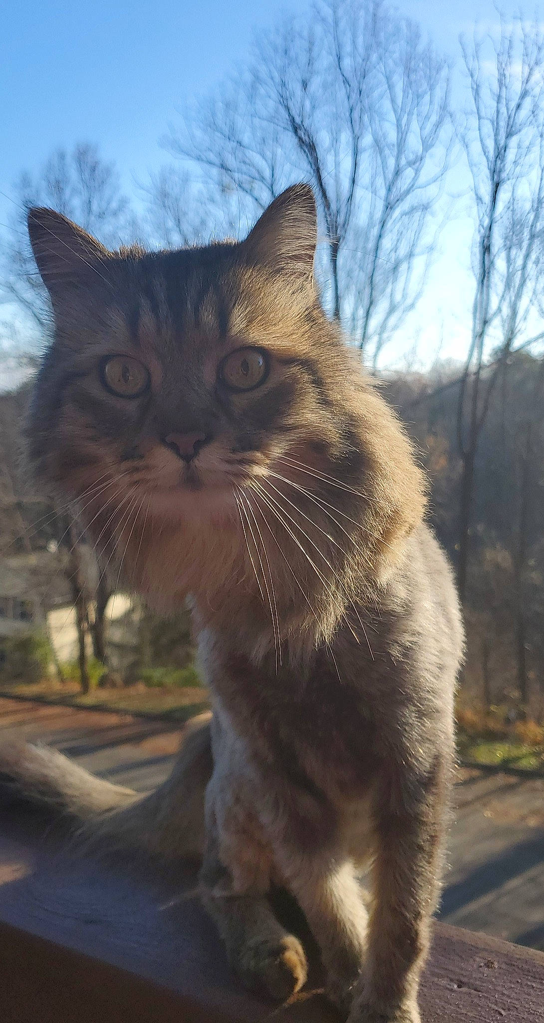 O'Malley joined the competition — help win amazing prizes! carnivore, cat, claw, domestic_short_haired_cat, fawn, felidae, fur, grass, mammal, paw, plant, sky, small_to_medium_sized_cats, sunlight, tail, terrestrial_animal, tree, whiskers, wildlife, window