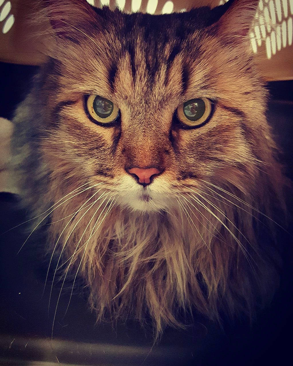 O'Malley joined the competition — help win amazing prizes! carnivore, cat, domestic_short_haired_cat, felidae, fur, grass, maine_coon, mammal, night, small_to_medium_sized_cats, snout, square, terrestrial_animal, whiskers