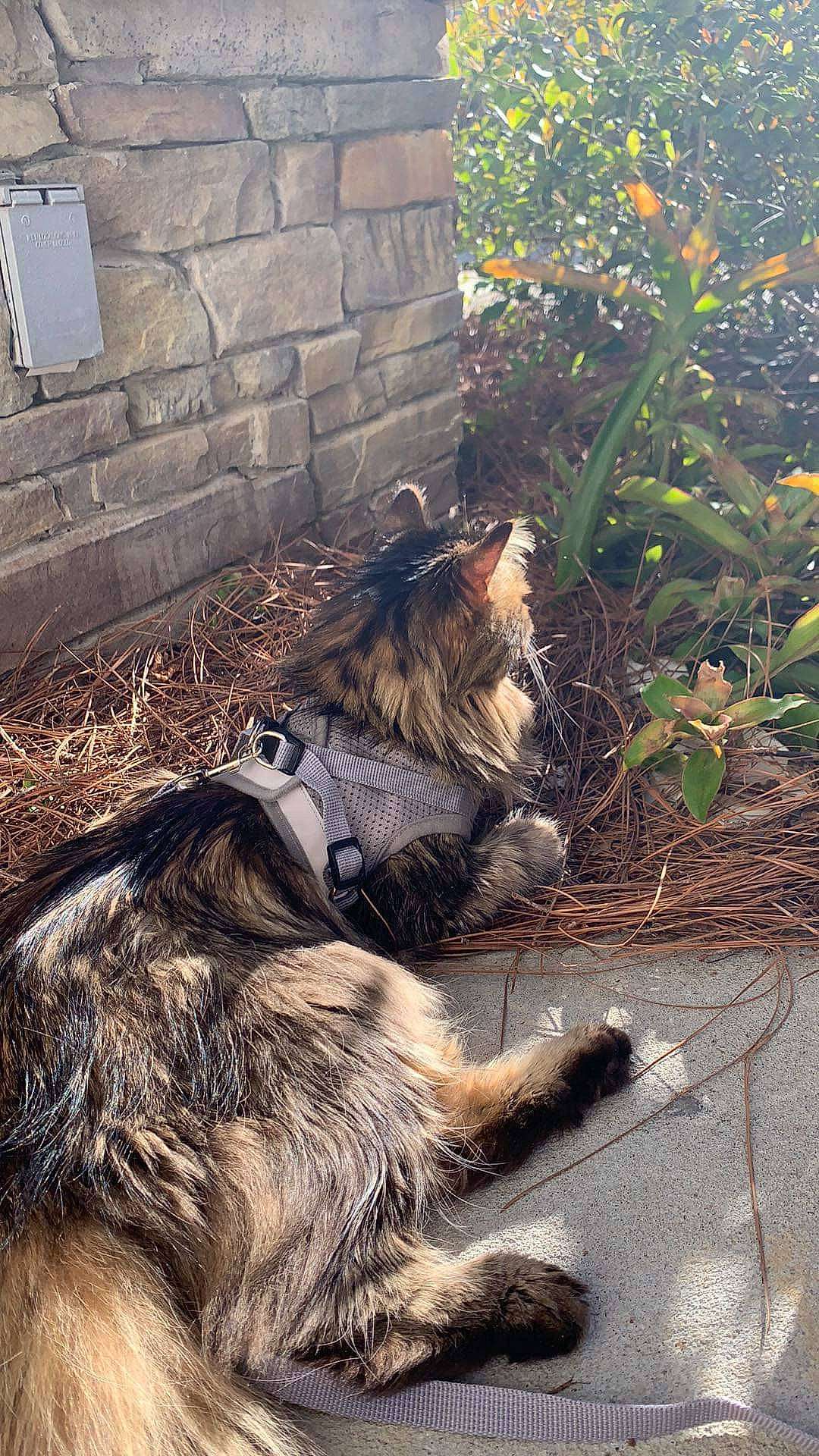 O'Malley joined the competition — help win amazing prizes! carnivore, companion_dog, dog, dog_breed, fawn, felidae, flower, fur, grass, mammal, plant, road_surface, small_to_medium_sized_cats, snout, sporting_group, tail, terrestrial_animal, whiskers, wildlife, wood