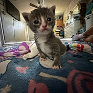 Sylvester is registered to the contest to win money with this photo: animal, blanket, carpet, cat, colorful, curious, cute, dresser, floor, furniture, indoor, kitten, legs, mirror, pattern, pet, room, socks, toy, young