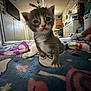 animal, blanket, carpet, cat, colorful, curious, cute, dresser, floor, furniture, indoor, kitten, legs, mirror, pattern, pet, room, socks, toy, young