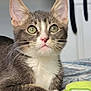 Sylvester is registered to the contest to win money with this photo: animal, bed, cat, closeup, curious, cute, ears, eyes, feline, focus, fur, indoor, kitten, nose, pet, portrait, resting, soft, toy, whiskers