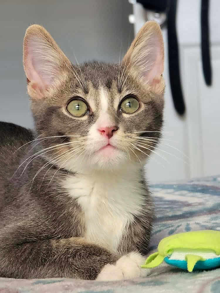 Sylvester is registered to the contest to win money with this photo: animal, bed, cat, closeup, curious, cute, ears, eyes, feline, focus, fur, indoor, kitten, nose, pet, portrait, resting, soft, toy, whiskers