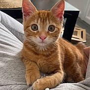 Plouf participe au concours pour gagner de l'argent avec cette photo : cat, cat_tree, close_up, cozy, curious_eyes, cute, domestic_cat, furniture, hoodie, indoor, kitten, living_room, natural_light, orange_tabby, paws, pet, pink_nose, relaxing, sticky_notes, table