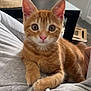 cat, cat_tree, close_up, cozy, curious_eyes, cute, domestic_cat, furniture, hoodie, indoor, kitten, living_room, natural_light, orange_tabby, paws, pet, pink_nose, relaxing, sticky_notes, table