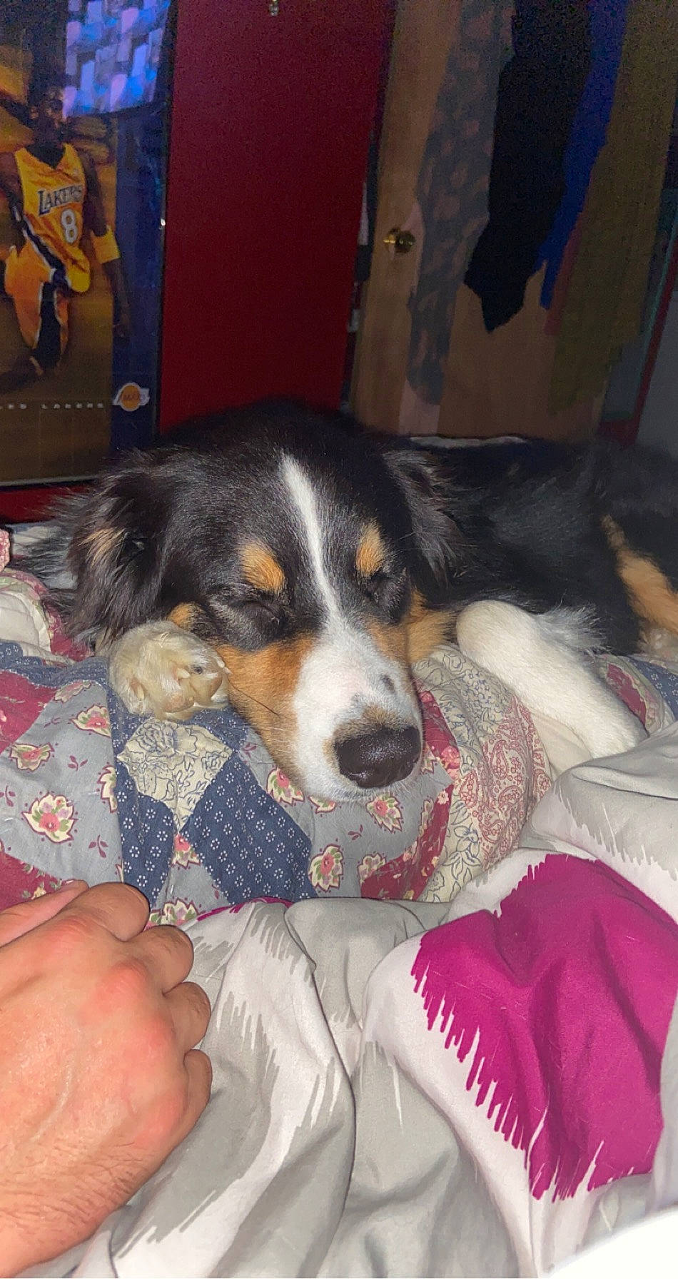 Mia joined the competition — help win amazing prizes! appenzeller_sennenhund, australian_shepherd, bernese_mountain_dog, canidae, carnivore, companion_dog, dog, dog_breed, english_shepherd, entlebucher_mountain_dog, greater_swiss_mountain_dog, mammal, puppy, rare_breed_dog, snout, sporting_group, vertebrate, welsh_sheepdog