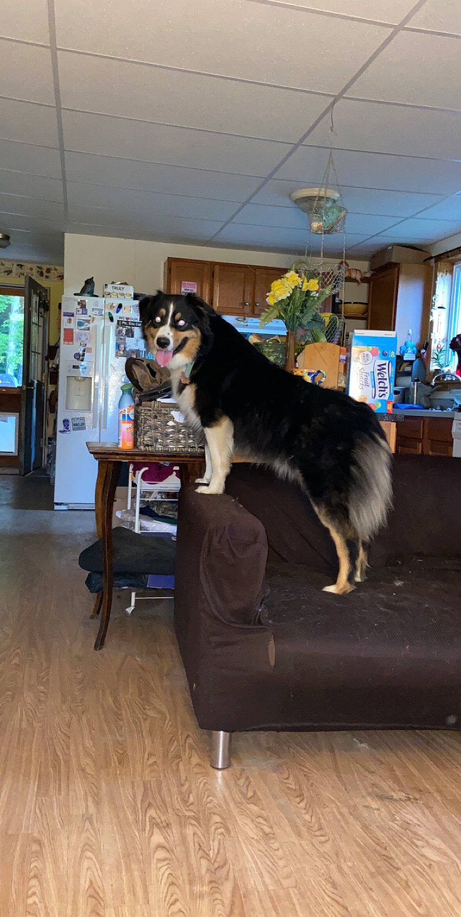 Mia joined the competition — help win amazing prizes! australian_shepherd, canidae, carnivore, companion_dog, dog, dog_breed, fur, furniture, mammal