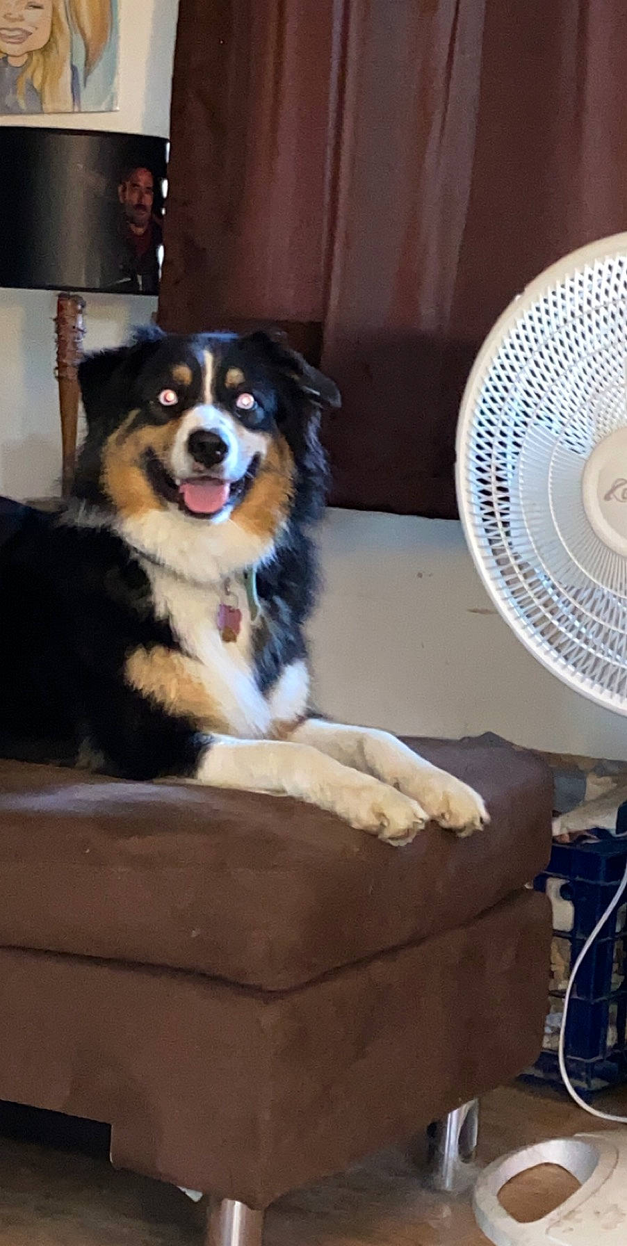 Mia joined the competition — help win amazing prizes! australian_shepherd, bernese_mountain_dog, border_collie, canidae, carnivore, companion_dog, dog, dog_breed, herding_dog, mammal, miniature_australian_shepherd, rare_breed_dog, sporting_group, vertebrate, working_dog