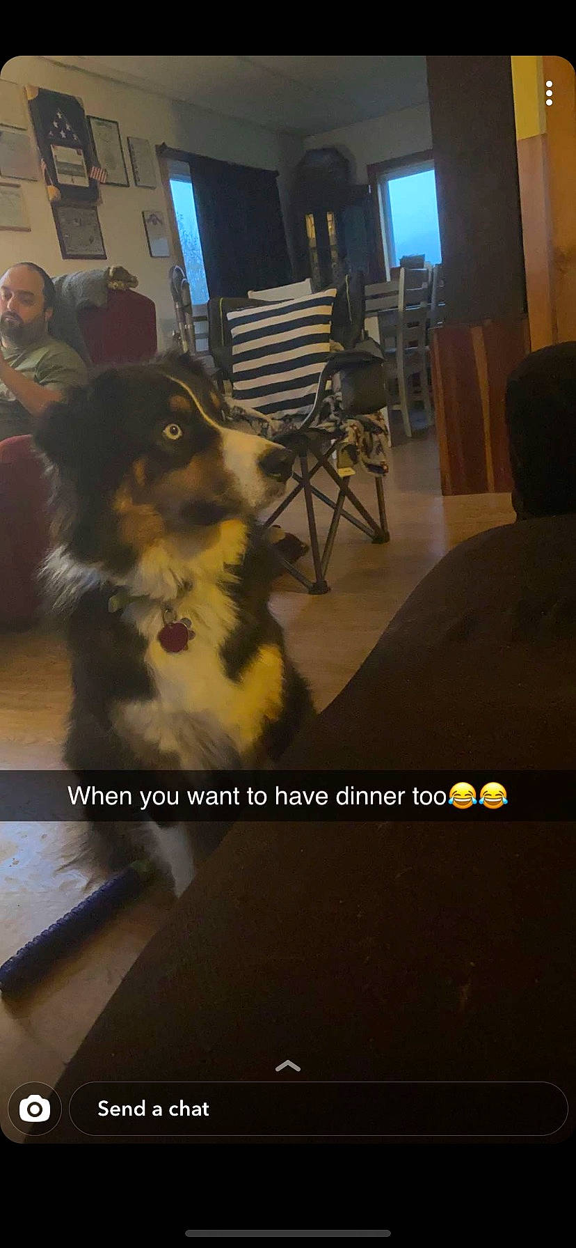 Mia joined the competition — help win amazing prizes! australian_shepherd, border_collie, canidae, carnivore, collie, companion_dog, dog, dog_breed, floor, flooring, room, rough_collie, shetland_sheepdog, working_dog