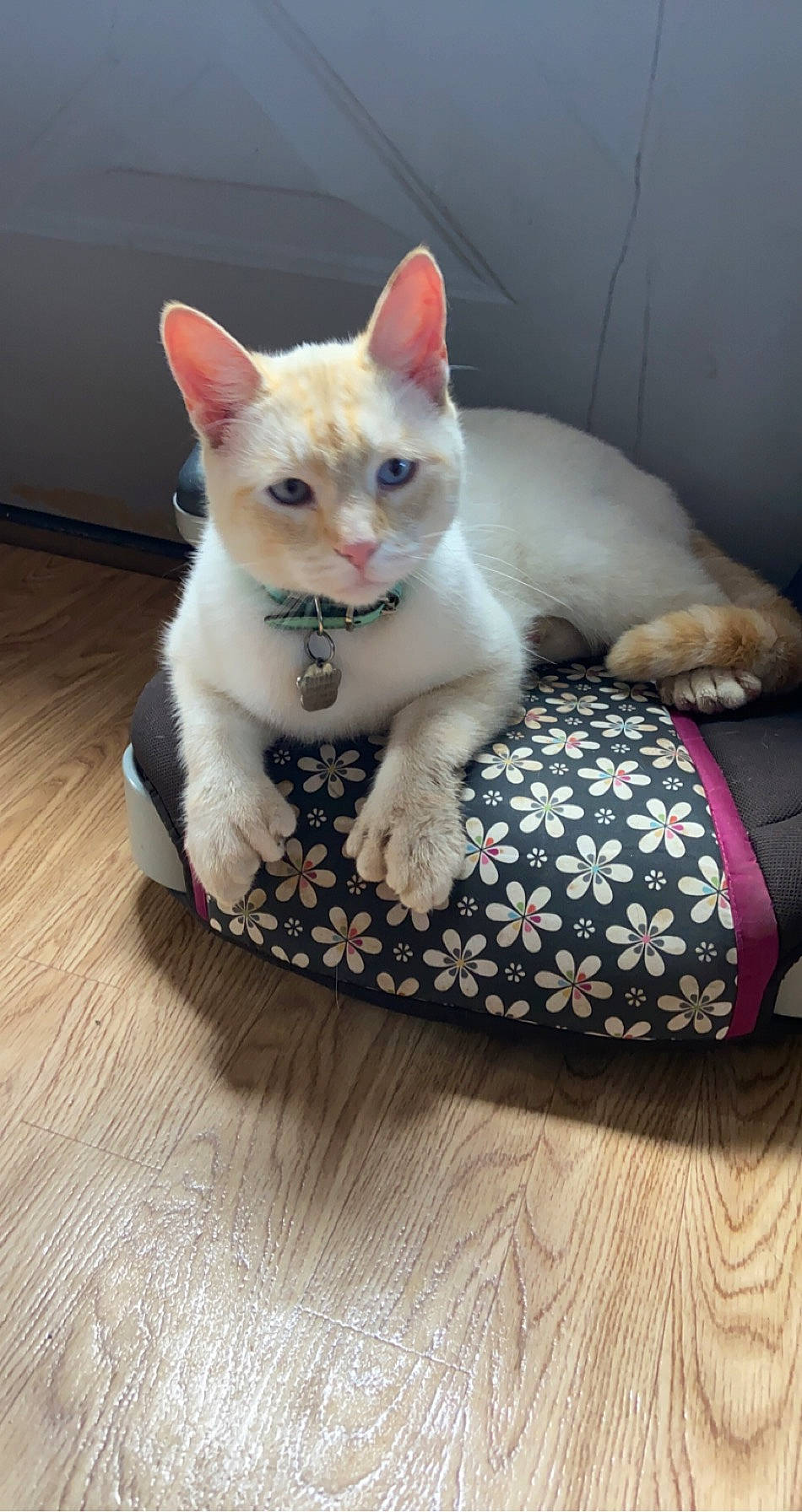 Snowball is registered to the contest to win money with this photo: arabian_mau, asian, carnivore, cat, colorpoint_shorthair, domestic_short_haired_cat, european_shorthair, fawn, felidae, german_rex, khao_manee, kitten, mammal, ojos_azules, singapura, small_to_medium_sized_cats, tail, thai, vertebrate, whiskers