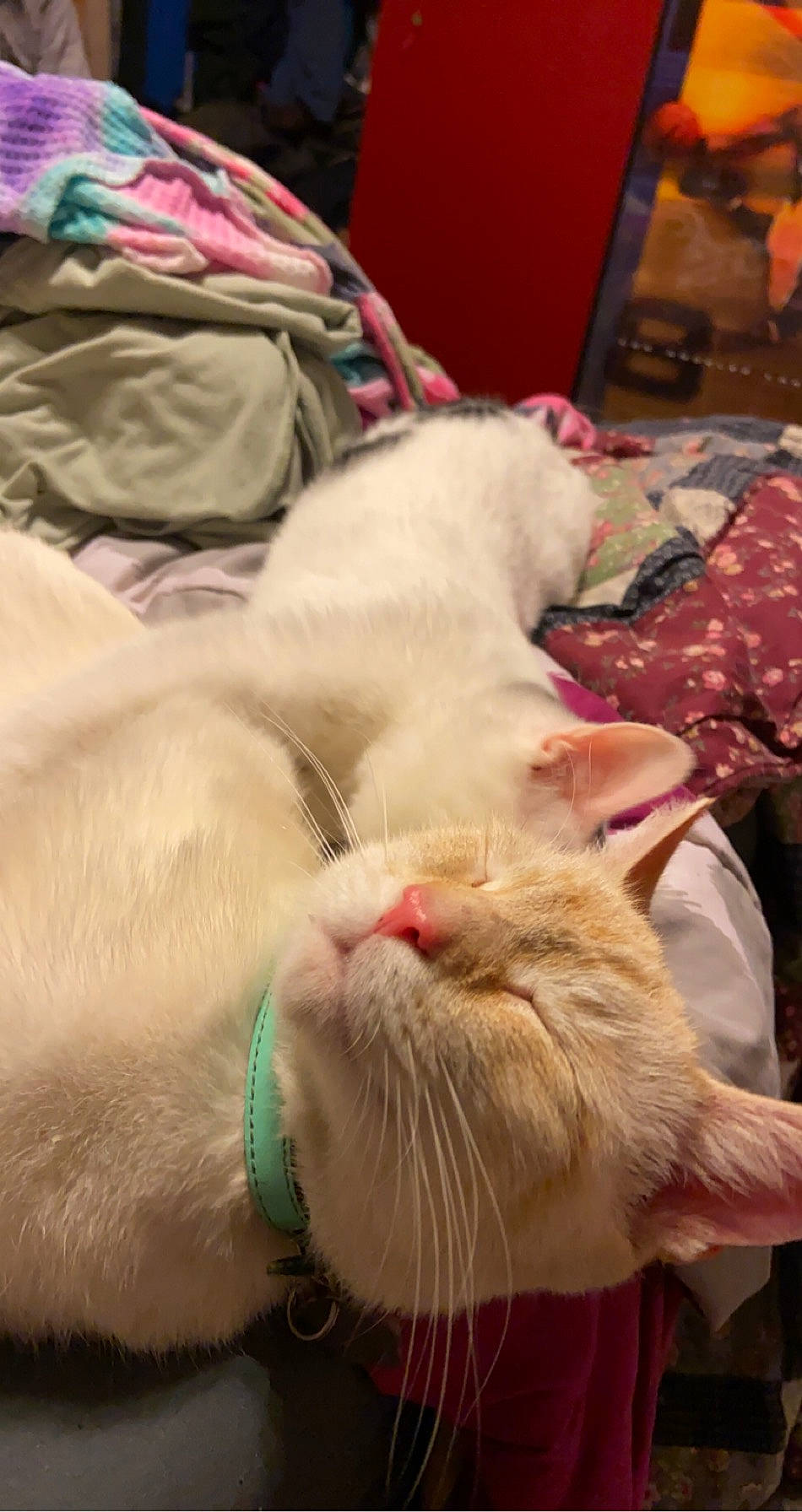 Snowball joined the competition — help win amazing prizes! aegean_cat, asian, burmilla, carnivore, cat, colorpoint_shorthair, fawn, felidae, fur, khao_manee, kitten, nap, sleep, small_to_medium_sized_cats, snout, turkish_angora, turkish_van, whiskers