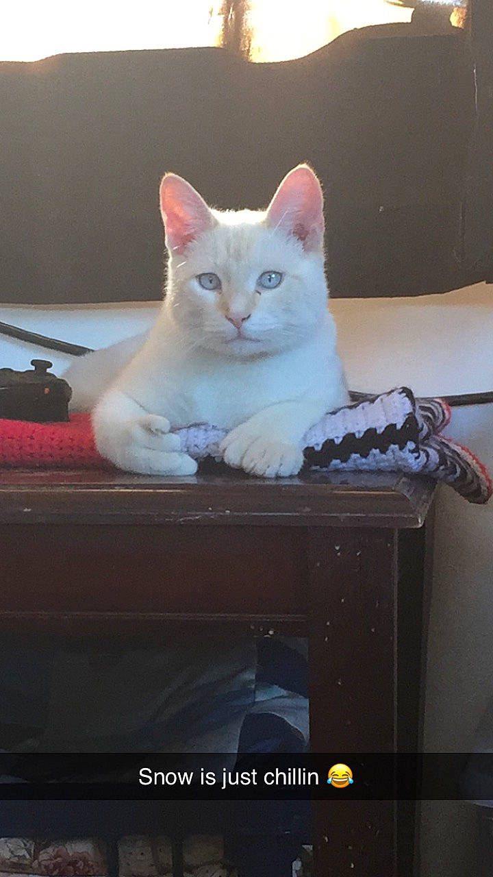 Snowball joined the competition — help win amazing prizes! aegean_cat, asian, burmilla, carnivore, cat, colorpoint_shorthair, domestic_short_haired_cat, european_shorthair, felidae, fur, kitten, norwegian_forest_cat, ojos_azules, polydactyl_cat, small_to_medium_sized_cats, turkish_angora, turkish_van, whiskers