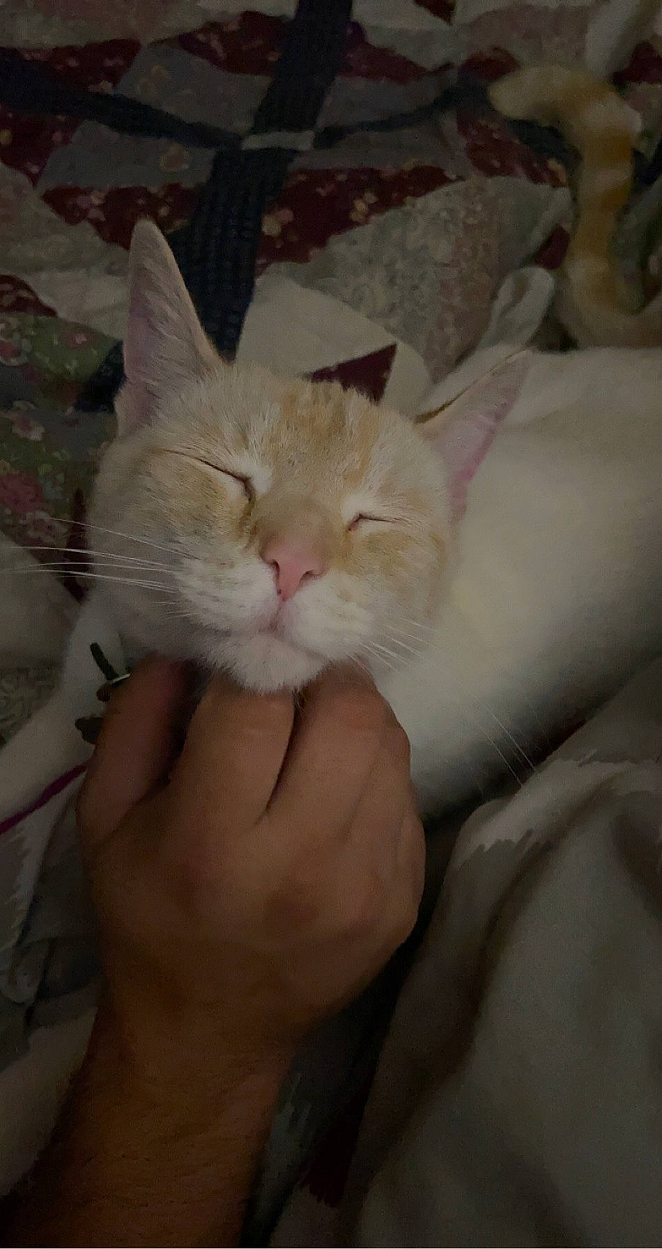 Snowball joined the competition — help win amazing prizes! asian, burmilla, carnivore, cat, fawn, felidae, hand, kitten, norwegian_forest_cat, nose, persian, ragdoll, skin, small_to_medium_sized_cats, turkish_angora, turkish_van, whiskers