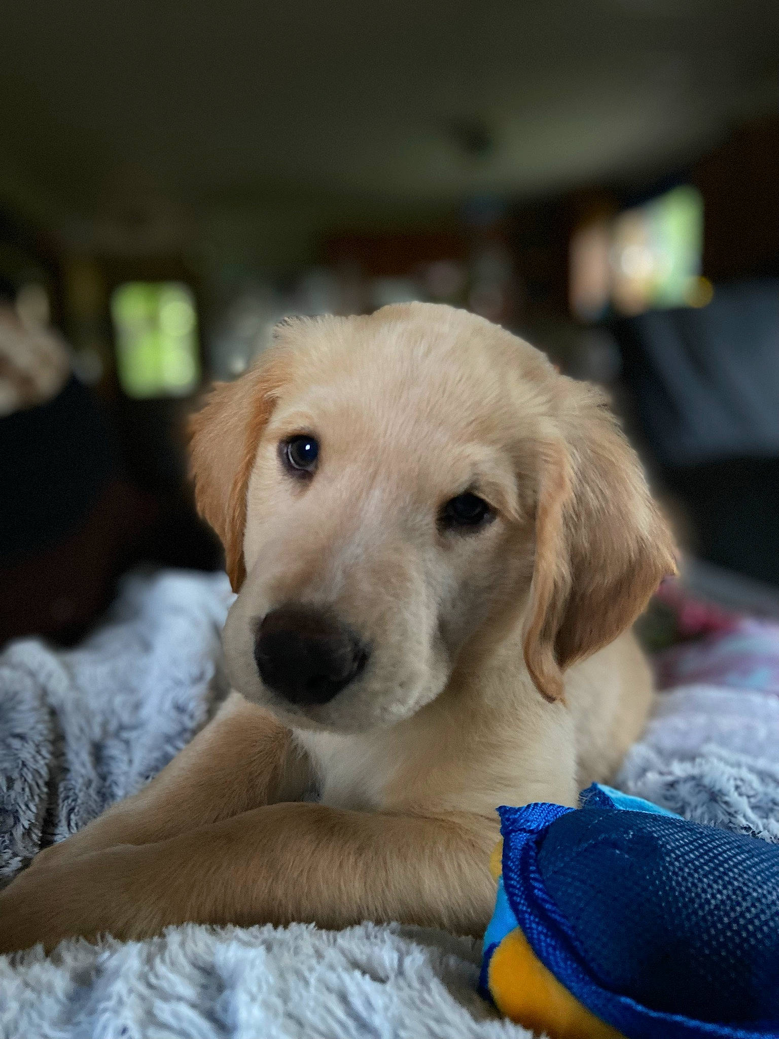 Axel is registered to the contest to win money with this photo: canidae, carnivore, comfort, companion_dog, dog, dog_breed, dog_supply, eye, fawn, flooring, fur, labrador_retriever, paw, pet_supply, retriever, snout, sporting_group, vertebrate, whiskers, working_animal