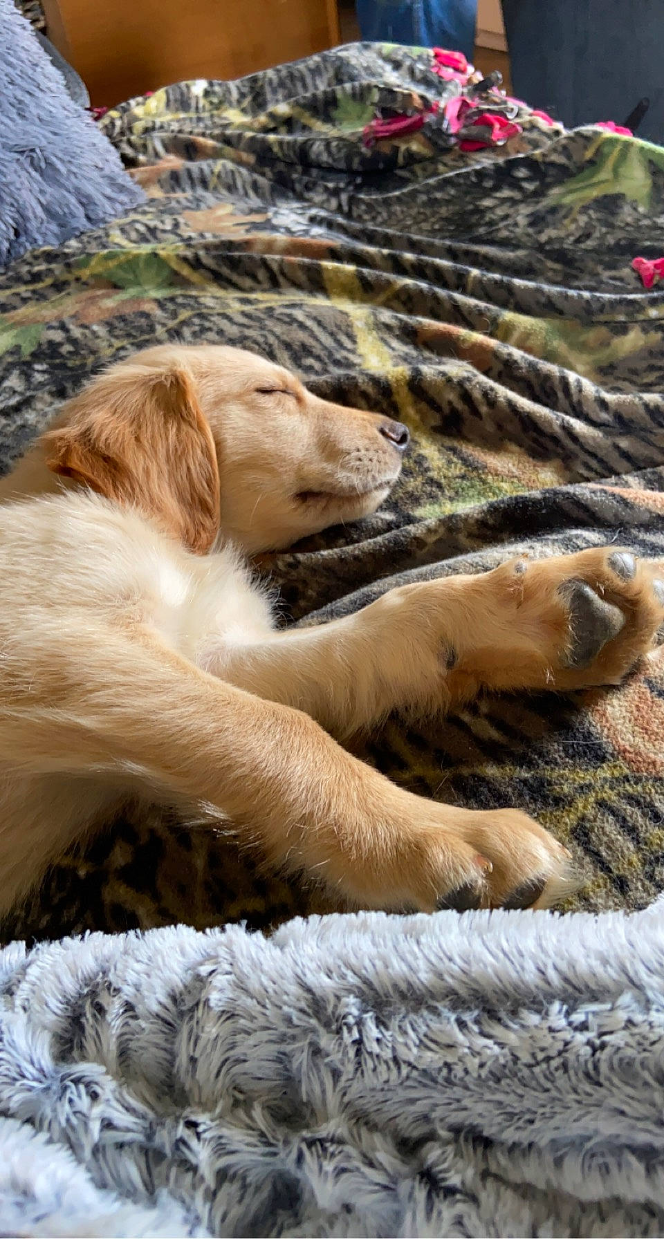 Axel joined the competition — help win amazing prizes! canidae, carnivore, claw, companion_dog, dog, dog_breed, fawn, felidae, fur, golden_retriever, marine_mammal, nap, natural_material, sleep, snout, sporting_group, terrestrial_animal, whiskers, wildlife