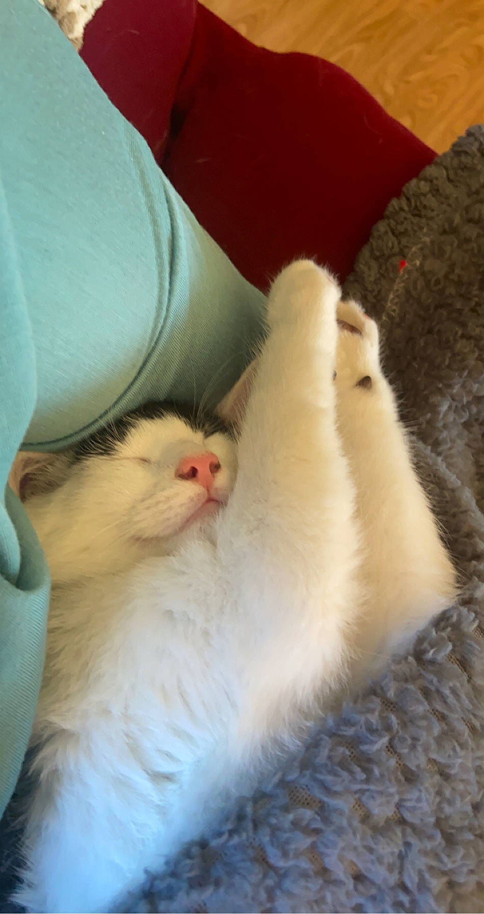 Ace is registered to the contest to win money with this photo: carnivore, cat, claw, colorpoint_shorthair, felidae, fur, kitten, ragdoll, small_to_medium_sized_cats, turkish_angora, turkish_van, whiskers