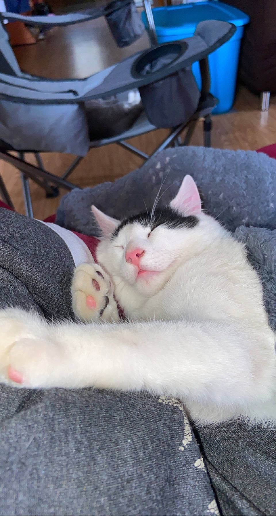 Ace is registered to the contest to win money with this photo: aegean_cat, carnivore, cat, domestic_short_haired_cat, felidae, fur, khao_manee, kitten, mammal, polydactyl_cat, small_to_medium_sized_cats, turkish_angora, turkish_van, whiskers