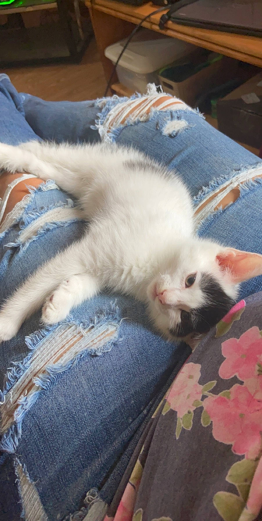 Ace joined the competition — help win amazing prizes! aegean_cat, carnivore, cat, fawn, felidae, fur, kitten, nap, ojos_azules, polydactyl_cat, ragdoll, small_to_medium_sized_cats, tail, turkish_angora, turkish_van, whiskers