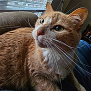 Smudge joined the competition — help win amazing prizes! animal, blurred_background, cat, closeup, couch, cozy, curious, domestic_cat, face, fur, furniture, ginger_cat, green_eyes, indoor, natural_light, pet, relaxing, resting, whiskers, window