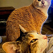 Smudge And Kammie joined the competition — help win amazing prizes! animal, blurred, brown, cat, closeup, companion, cozy, cute, domestic, ears, eyes, feline, focus, fur, indoor, pet, relaxed, tabby, whiskers, white