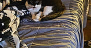 Nala joined the competition — help win amazing prizes! animal, bed, black_and_white_cat, blanket, cat, comfort, cozy, curious, domestic_animal, feline, fur, gray_bedspread, home, indoor, looking, patterned_blanket, pet, relaxing, resting, warm_light